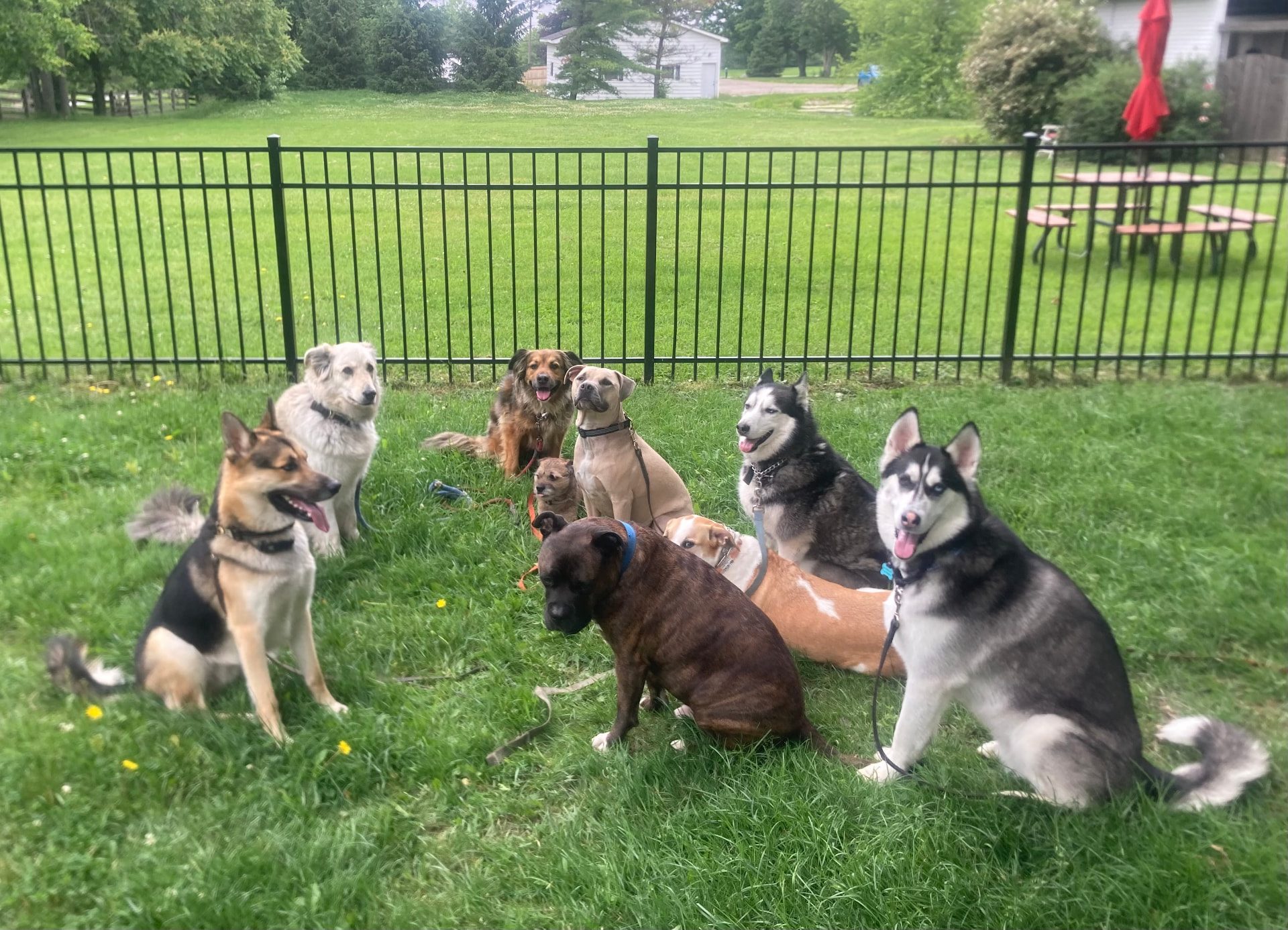 A supervised pack of dogs during a Max Pack day training session