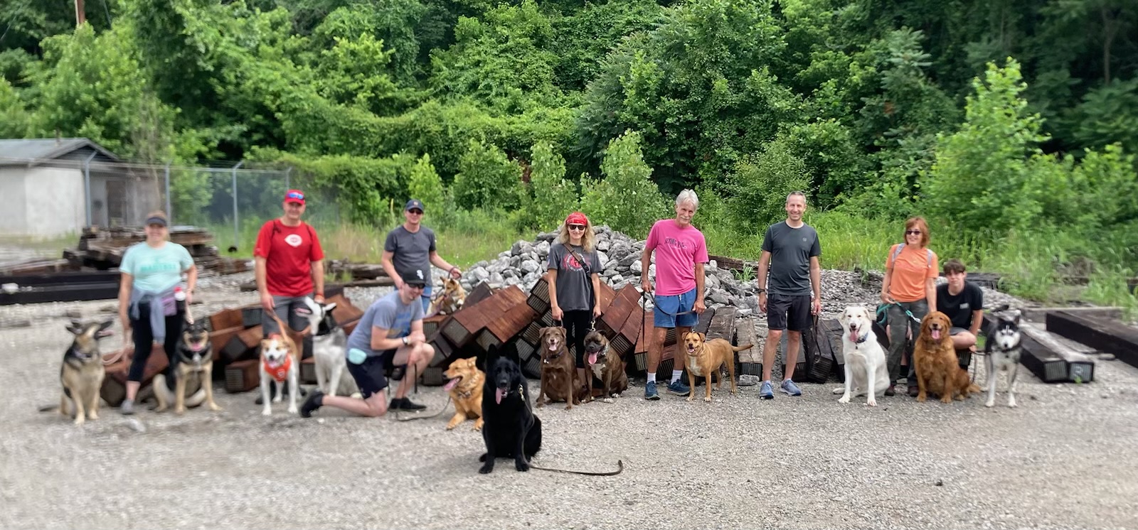 Eric training a pack of focused dogs outdoors